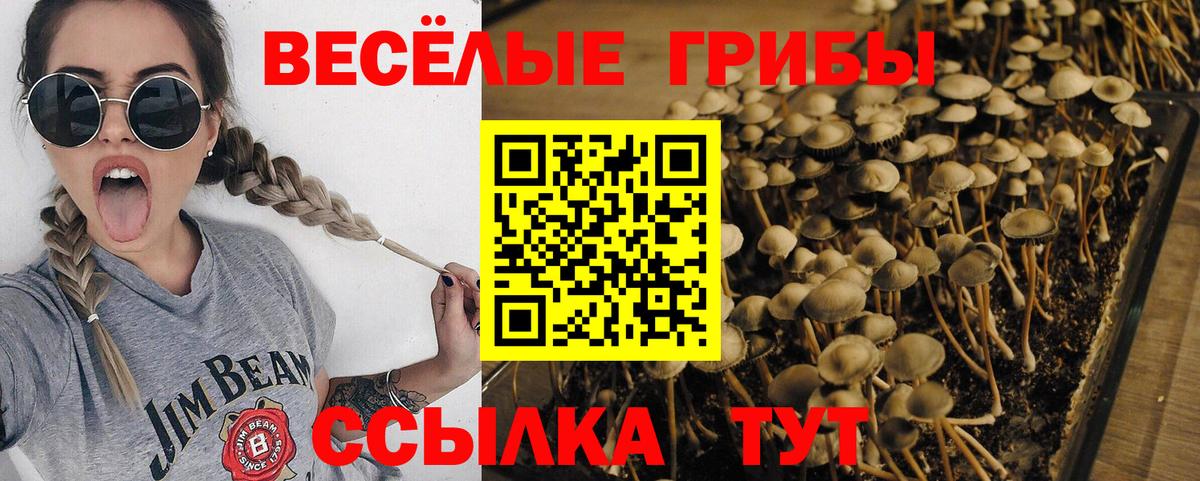 Кизляр  Псилоцибиновые грибы Psilocybine cubensis  Вход с VPN 